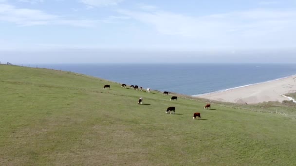 Βοοειδή Χωράφι Στη Νότια Ακτή Της Αγγλίας — Αρχείο Βίντεο