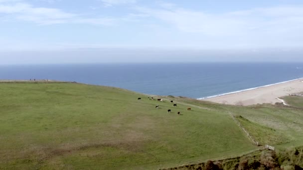 英格兰南部海岸一个田野里的牛群 — 图库视频影像