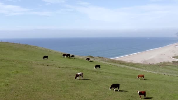 イングランド南海岸の野原にある牛の群れ — ストック動画