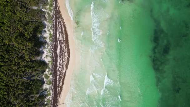 Sargassum Seaweed Známý Jako Gulfweed Covers Beautiful Beaches Aerial View — Stock video