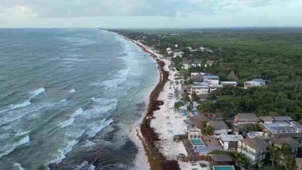 Κρίση Φύκια Sargassum Παραλίες Στο Μεξικό Μάχη Εισβολή Gulfweed — Αρχείο Βίντεο