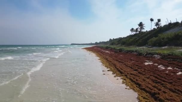 Mexická Beach Resorts Tackling Sargassum Gulfweed Beaches — Stock video