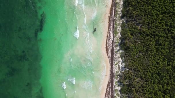 Sargassum Zeewier Bekend Als Gulfweed Covers Mooie Stranden Luchtfoto — Stockvideo