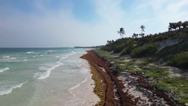 Praia México Coberto Gulfweed Seaweed Arruinando Belas Praias Areia — Vídeo de Stock