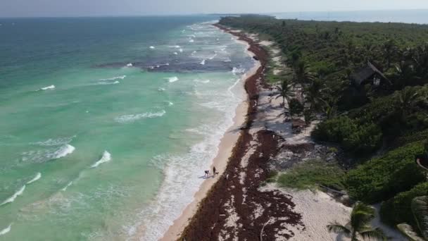 Luftfoto Mexicanske Strand Dækket Sargassum Gulfweed Tang – Stock-video