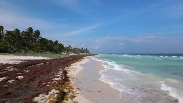 Sargassum Algen Bekannt Als Gulfweed Bedeckt Schöne Strände Luftaufnahme — Stockvideo