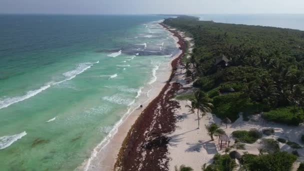 Strand Mexiko Mit Gulfweed Algen Bedeckt Die Die Schönen Sandstrände — Stockvideo