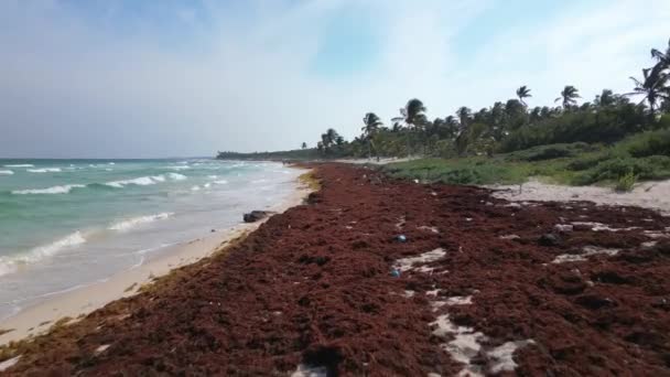 Washed Sargassum Algues Détruisant Belles Plages Dans Les Caraïbes — Video