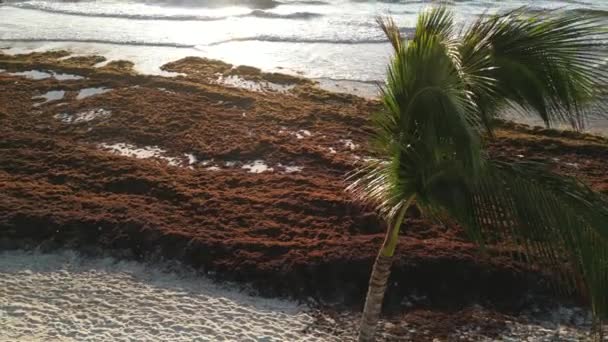 サルガッスムで覆われたメキシコビーチの空中ビュー Gulfweed Seaweed — ストック動画