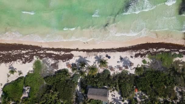 Caribbean Beaches Covered Sargassum Seaweed Aerial View — Stock Video