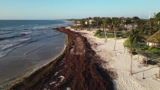 Мексиканські Пляжні Курорти Беруть Участь Боротьбі Саргассум Ґалфвід Пляжах — стокове відео