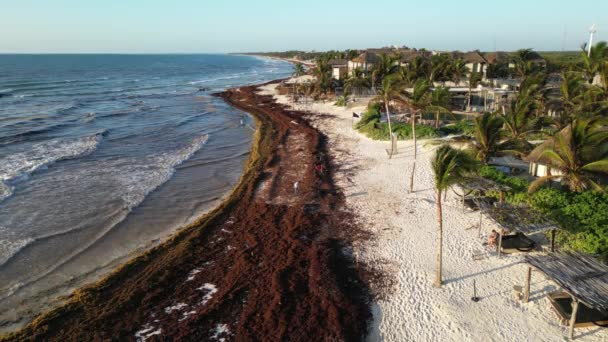Sargassum Algen Bekannt Als Gulfweed Bedeckt Schöne Strände Luftaufnahme — Stockvideo