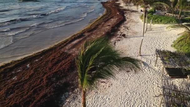 墨西哥海滩度假胜地处理海滩上的沙加苏姆湾杂草 — 图库视频影像
