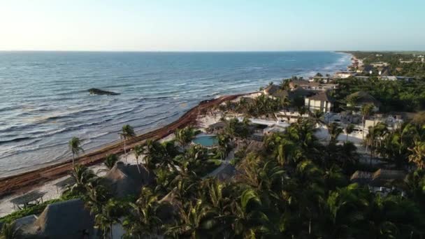 Caribbean Beaches Covered Sargassum Seaweed Aerial View — Stock Video