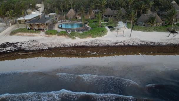 Washed Sargassum Seaweed Förstöra Vackra Stränder Karibien — Stockvideo