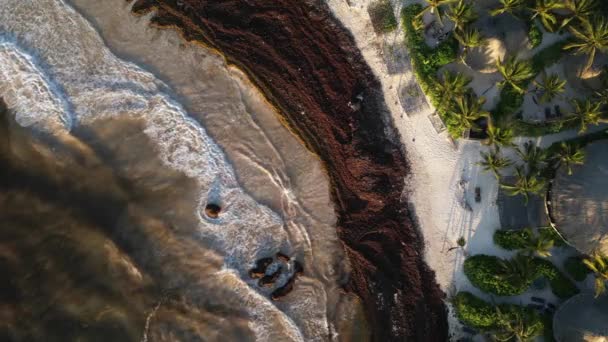 Sargassum Seaweed Známý Jako Gulfweed Covers Beautiful Beaches Aerial View — Stock video