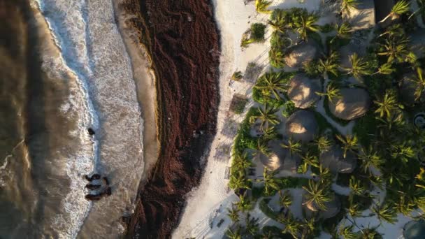Mexická Beach Resorts Tackling Sargassum Gulfweed Beaches — Stock video