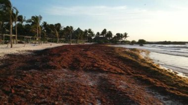 Sargassum ile kaplı Karayip Sahilleri Yosun Hava Görünümü