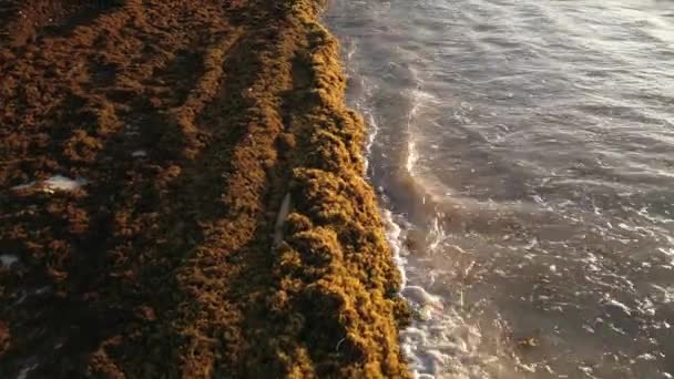 Пляж Мексиці Покритий Гульфвідними Водоростями Які Руйнують Чудові Піщані Пляжі — стокове відео