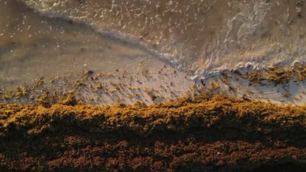 Luchtfoto Van Mexicaans Strand Bedekt Met Sargassum Gulfweed Zeewier — Stockvideo