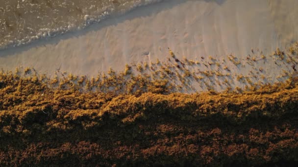 Smyje Sargassum Mořské Řasy Ničí Krásné Pláže Karibiku — Stock video