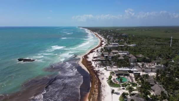 Algas Marinas Lavadas Destruyendo Hermosas Playas Del Caribe — Vídeos de Stock