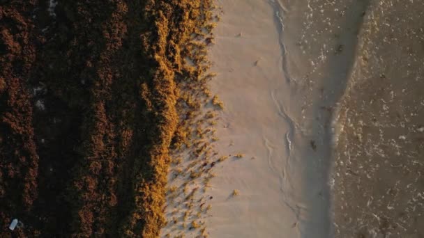 Crise Sargassum Seaweed Com Praias México Enfrentando Invasão Gulfweed — Vídeo de Stock