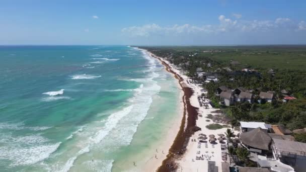 Sargassum Seaweed Known Gulfweed Covers Beautiful Beaches Aerial View — Stock Video