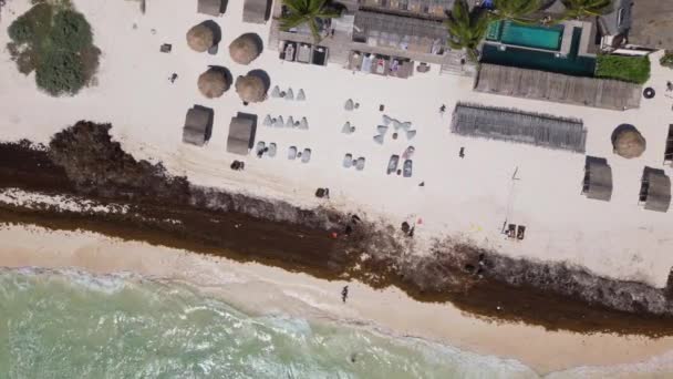 Spiaggia Messico Ricoperta Alghe Gulfweed Che Rovinano Bellissime Spiagge Sabbia — Video Stock