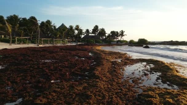 Криза Морської Водорості Саргассум Пляжами Мексиці — стокове відео
