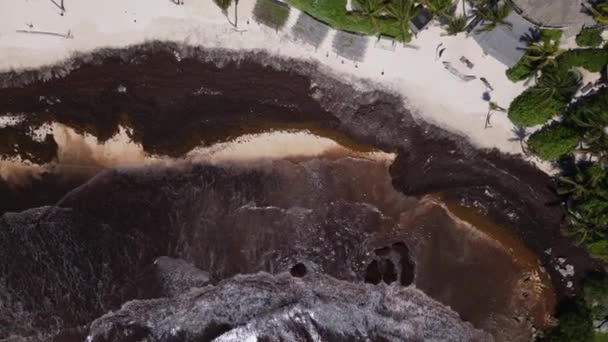 Les Stations Balnéaires Mexicaines Attaquent Asclépiade Sargassum Sur Les Plages — Video