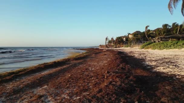サルガッスムで覆われたメキシコビーチの空中ビュー Gulfweed Seaweed — ストック動画