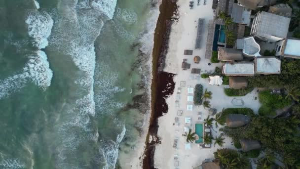 Sargassum Φύκια Γνωστή Gulfweed Καλύπτει Όμορφες Παραλίες Αεροφωτογραφία — Αρχείο Βίντεο