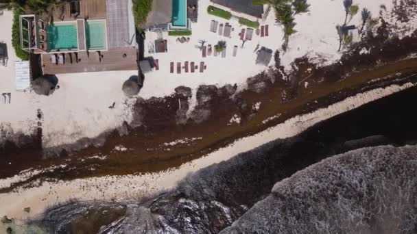 Angeschwemmte Sargassum Algen Zerstören Schöne Strände Der Karibik — Stockvideo