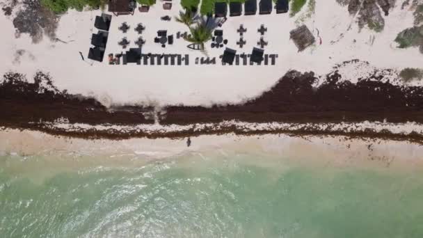 Meksika Daki Sahil Gulfweed Kaplıydı Deniz Yosunu Güzel Kumsal Sahillerini — Stok video
