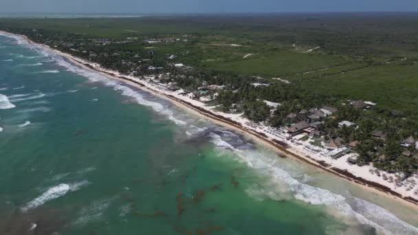 Vista Aérea Praia Mexicana Coberta Algas Marinhas Sargassum Gulfweed — Vídeo de Stock