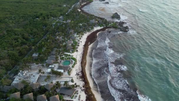 Plaża Meksyku Pokryta Wodorostami Morskimi Gulfweed Rujnującymi Piękne Piaszczyste Plaże — Wideo stockowe