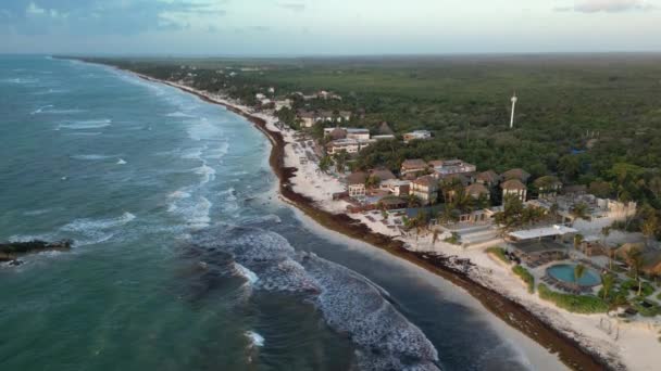 Sargassum Zeewier Crisis Met Stranden Mexico Strijdende Gulfweed Invasie — Stockvideo