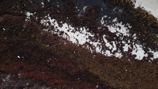Παραλία Στο Μεξικό Καλυμμένη Φύκια Gulfweed Καταστρέφοντας Τις Όμορφες Αμμώδεις — Αρχείο Βίντεο