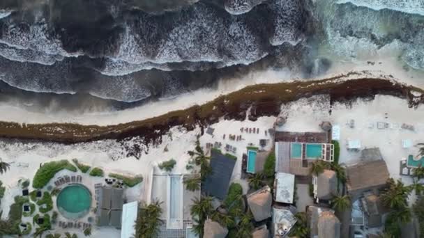 Washed Sargassum Seaweed Destroying Beautiful Beaches Caribbean — Stock Video