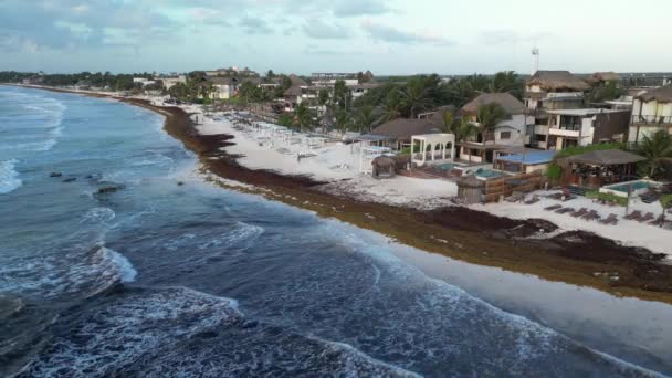 Karibské Pláže Pokryté Sargassum Seaweed Aerial View — Stock video