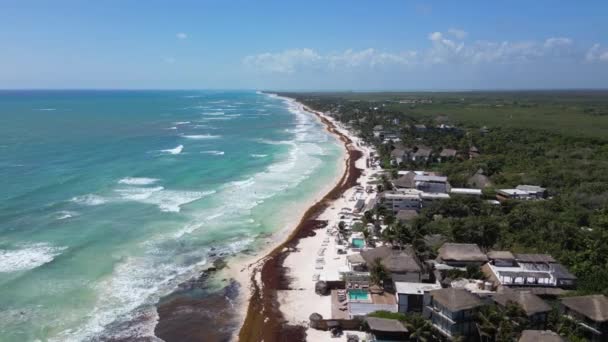 Luftaufnahme Vom Mexikanischen Strand Sargassum Gulfweed Seaweed — Stockvideo