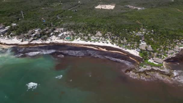 Elmosta Sargassum Seaweed Elpusztítva Gyönyörű Strandok Karib Térségben — Stock videók