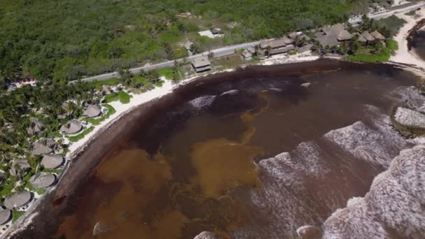 Пляж Мексиці Покритий Гульфвідними Водоростями Які Руйнують Чудові Піщані Пляжі — стокове відео