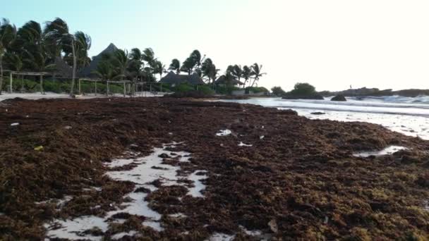Sargassum Algues Connues Sous Nom Gulfweed Couvre Belles Plages Vue — Video