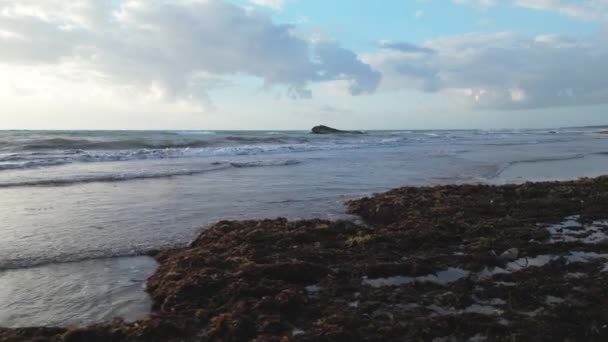 Sargassum Seaweed Kris Med Stränder Mexiko Slaget Gulfweed Invasion — Stockvideo