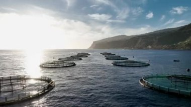 Su Üretimi Deniz Çiftliği Pazar ve Tüketim İçin Balığı Tutardı