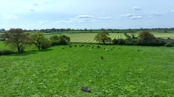 Cattle Heard Farm Aerial View — Stock Video