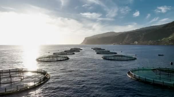 Gospodarstwo Morskie Akwakultury Wykorzystywane Przechowywania Ryb Przeznaczonych Rynek Konsumpcję — Wideo stockowe
