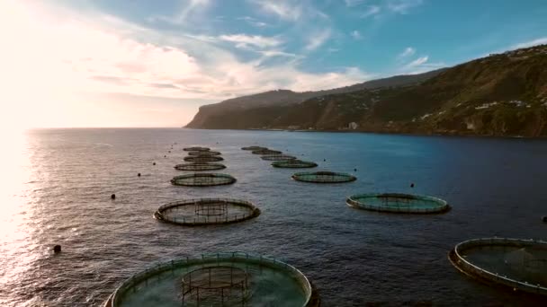 Aquakultur Fischzucht Der Fische Zum Verzehr Gehalten Werden — Stockvideo